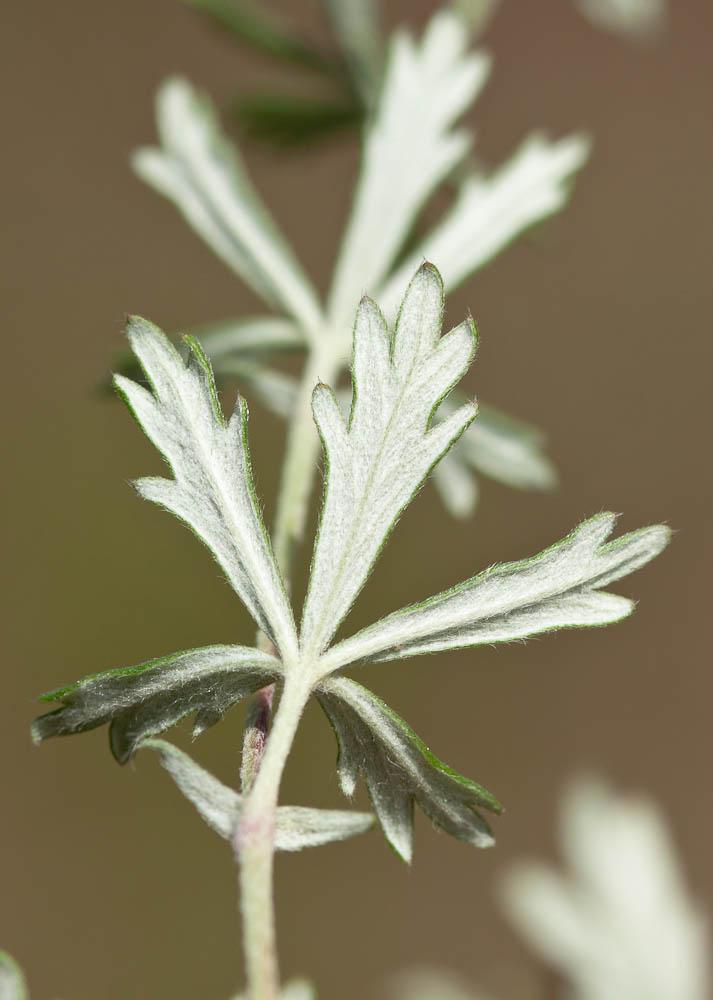 Potentille argentée Potentilla argentea L., 1753