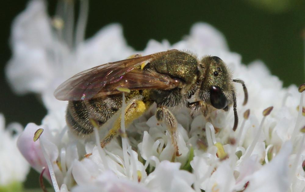  Seladonia subaurata (Rossi, 1792)