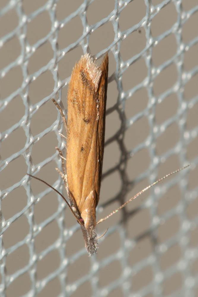 Dichomeris acuminata (Staudinger, 1876)