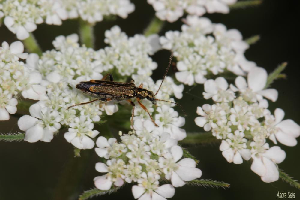 Oedemera barbara (Fabricius, 1792)