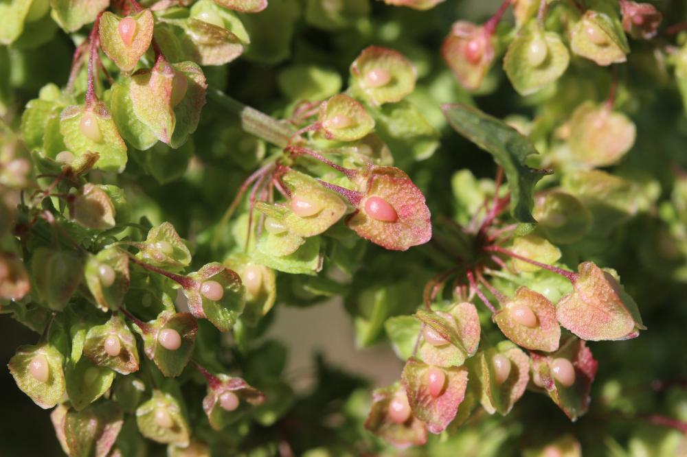 Patience crépue, Oseille crépue Rumex crispus L., 1753