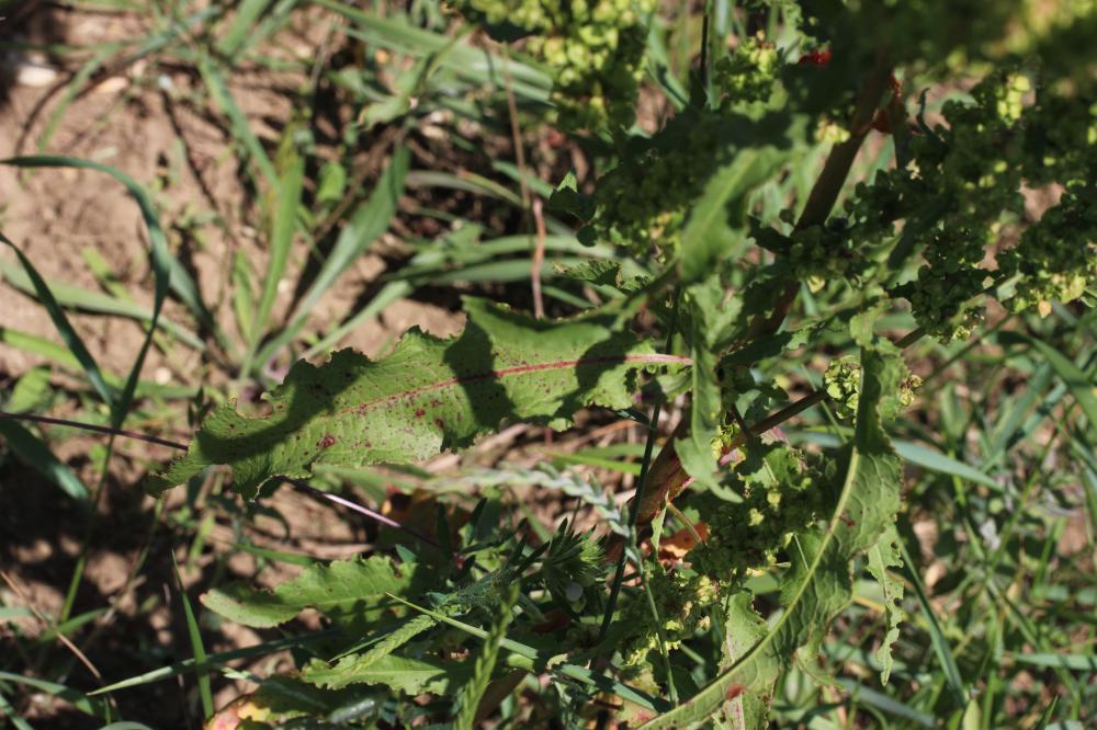 Patience crépue, Oseille crépue Rumex crispus L., 1753