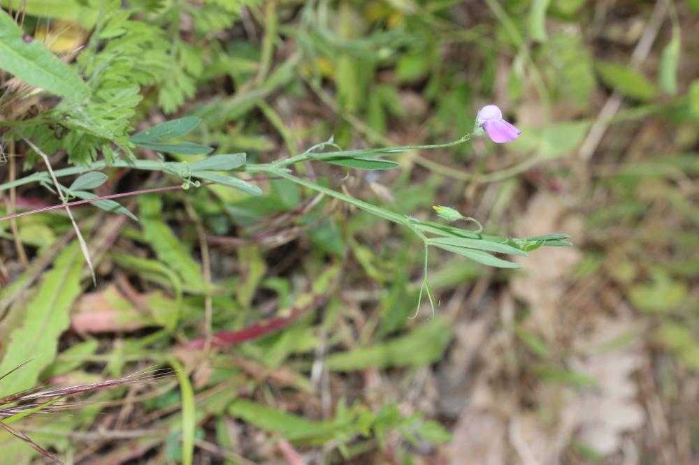 Gesse hérissée, Gesse hirsute Lathyrus hirsutus L., 1753
