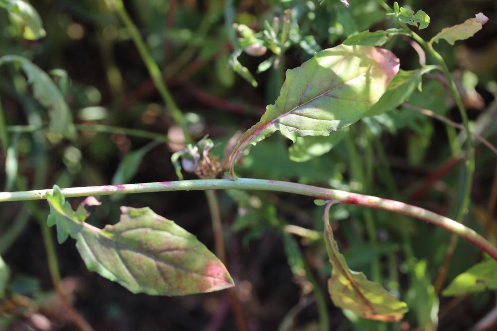  Oenothera speciosa Nutt., 1821