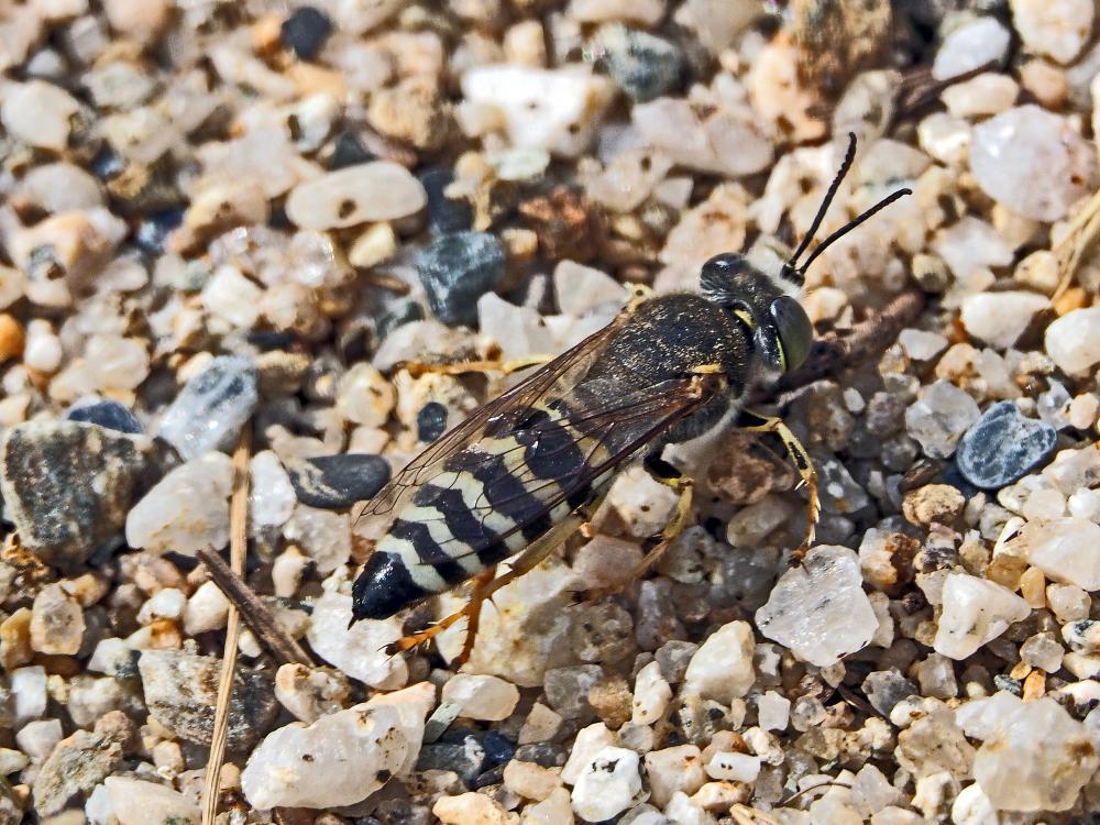  Bembix oculata Panzer, 1801