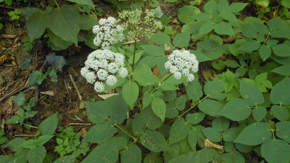Pogagraire, Herbe aux goutteux, Fausse Angélique Aegopodium podagraria L., 1753