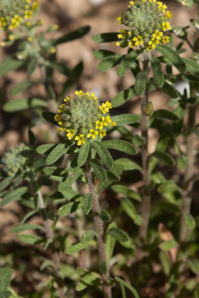 Alysson à calice persistant Alyssum alyssoides (L.) L., 1759