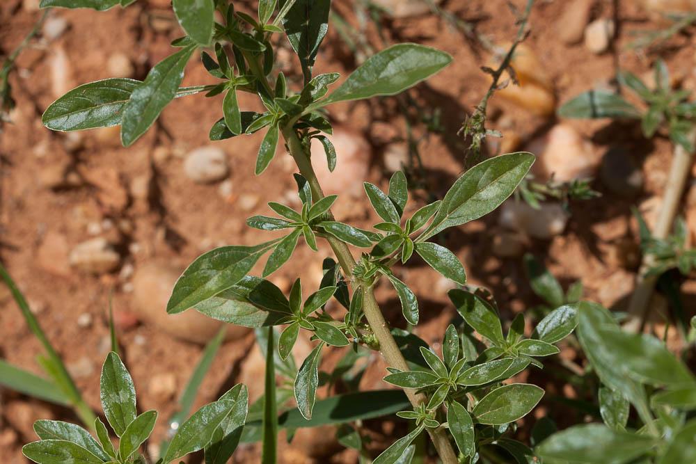 Amarante fausse-blette, Fausse Amarante Amaranthus blitoides S.Watson, 1877