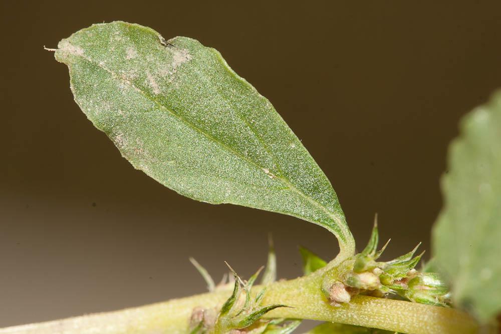 Amarante albus, Amarante blanche Amaranthus albus L., 1759