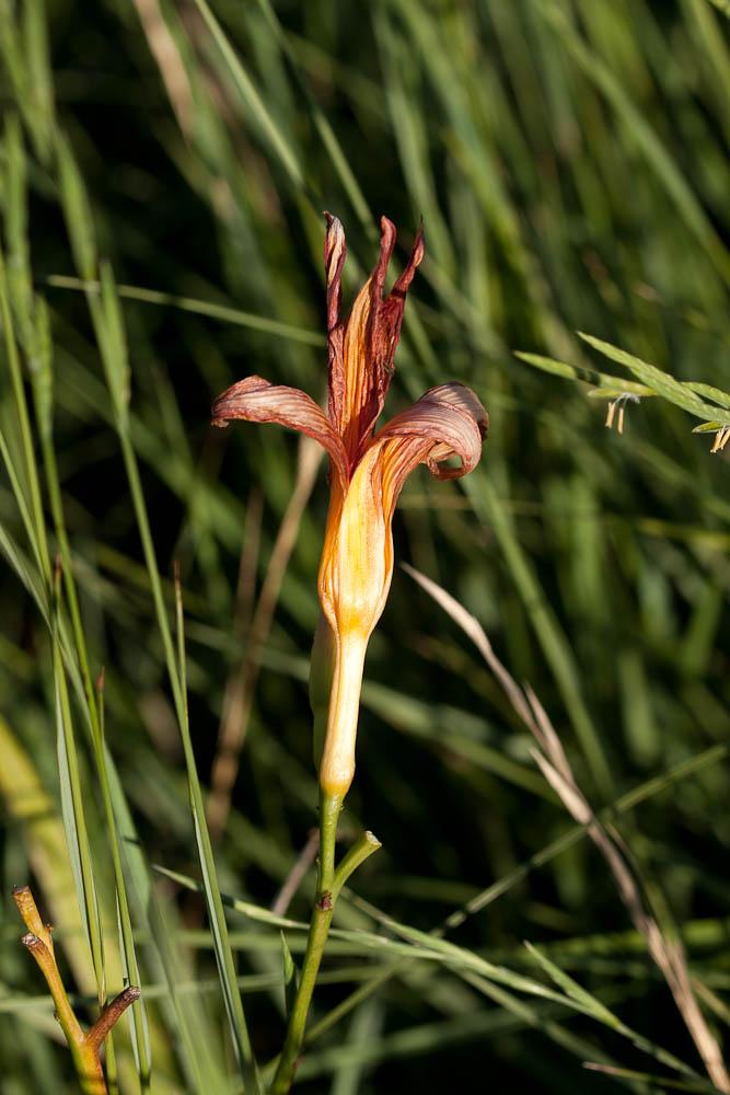 Hémérocalle fauve Hemerocallis fulva (L.) L., 1762