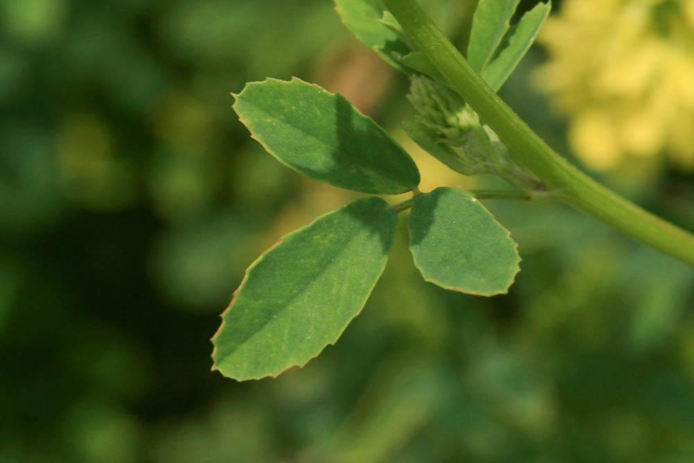Mélilot jaune Trigonella officinalis (L.) Coulot & Rabaute, 2013