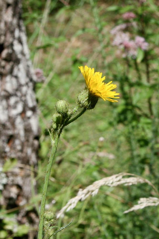 Laiteron des champs Sonchus arvensis L., 1753