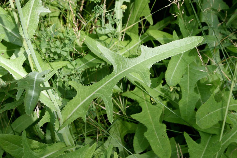 Laiteron des champs Sonchus arvensis L., 1753