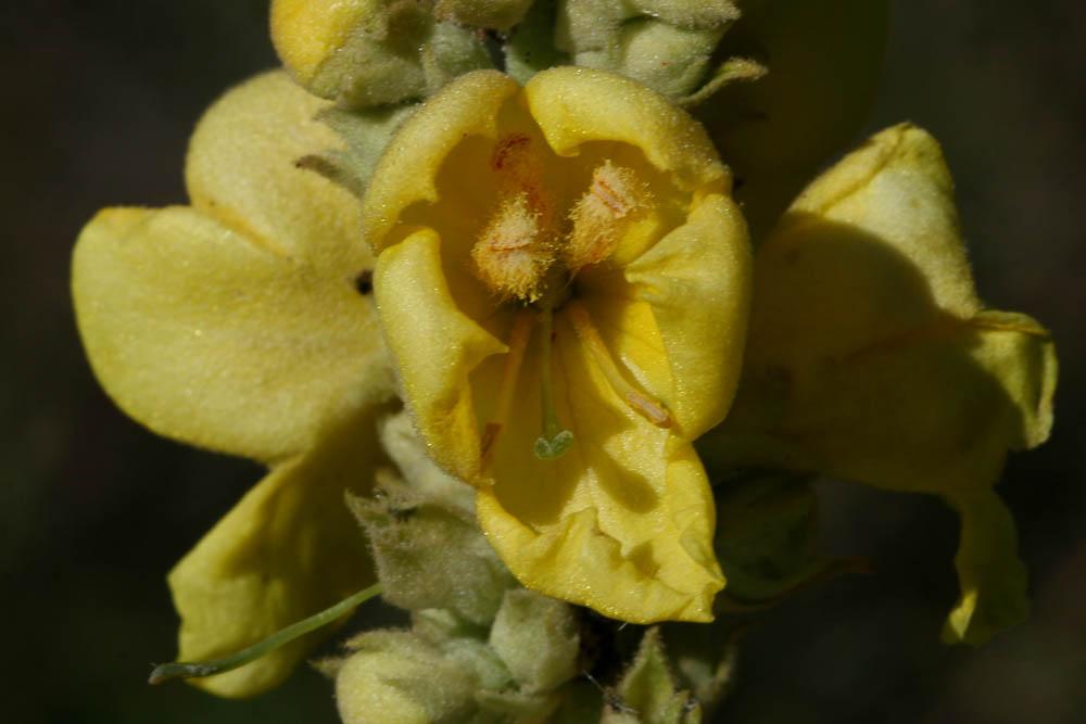 Molène bouillon-blanc, Herbe de saint Fiacre Verbascum thapsus L., 1753