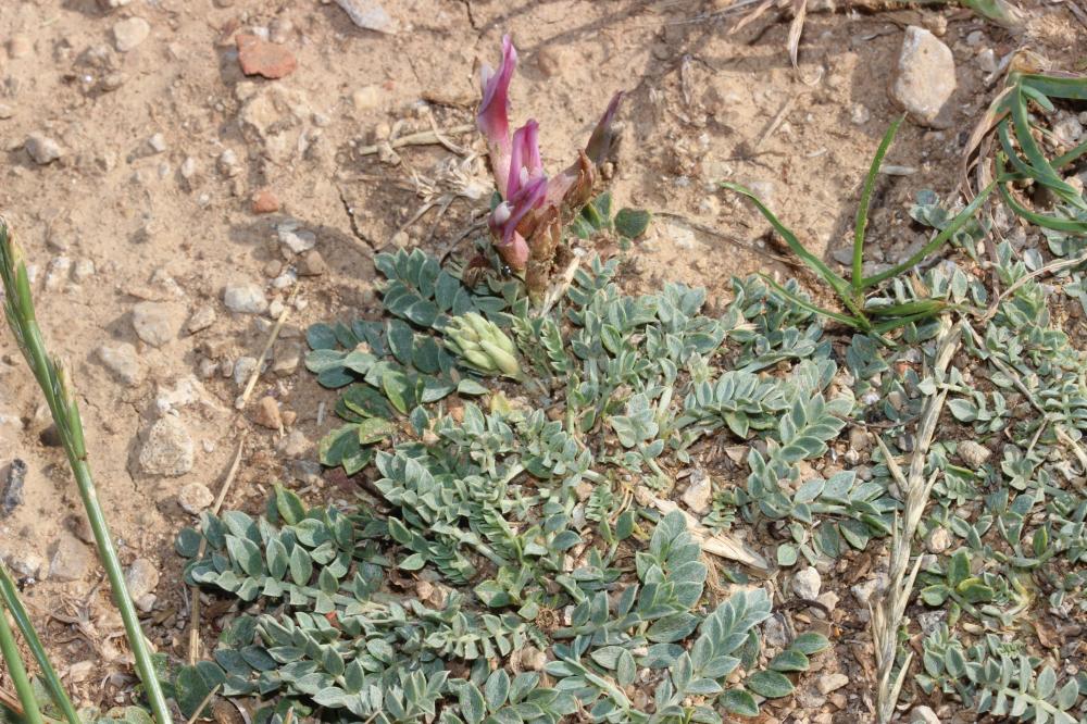 Astragale blanchâtre Astragalus incanus L., 1759