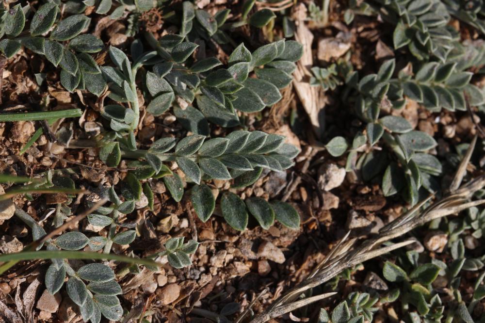 Astragale blanchâtre Astragalus incanus L., 1759