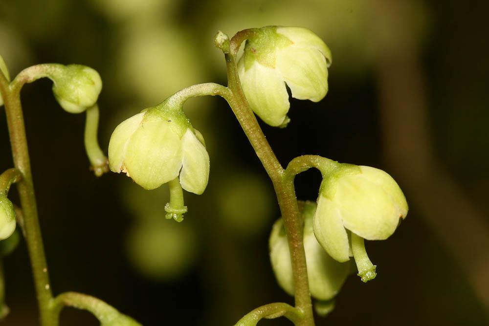 Pyrole verdâtre, Pyrole à fleurs verdâtres, Pirole Pyrola chlorantha Sw., 1810