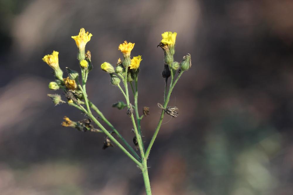 Piloselle de Ziz Pilosella ziziana (Tausch) F.W.Schultz & Sch.Bip., 1862