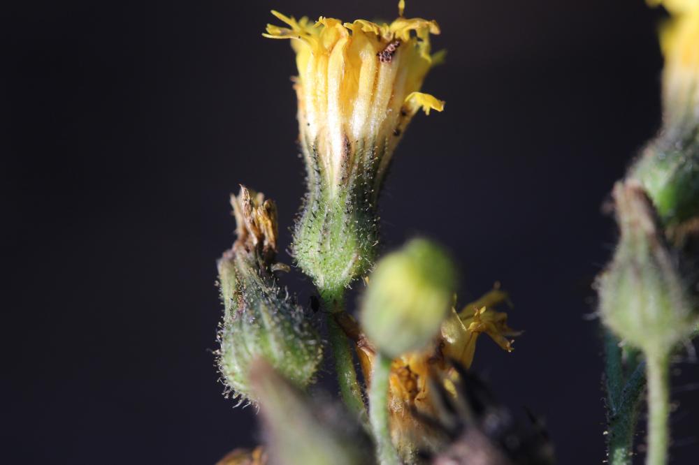 Piloselle de Ziz Pilosella ziziana (Tausch) F.W.Schultz & Sch.Bip., 1862