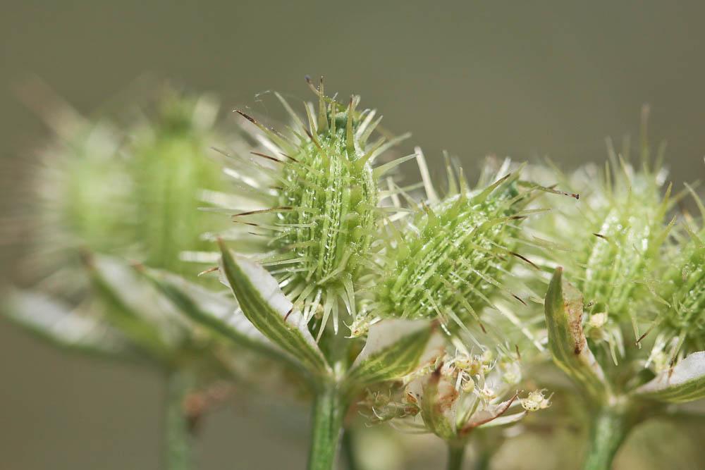 Caucalis à grandes fleurs Orlaya grandiflora (L.) Hoffm., 1814