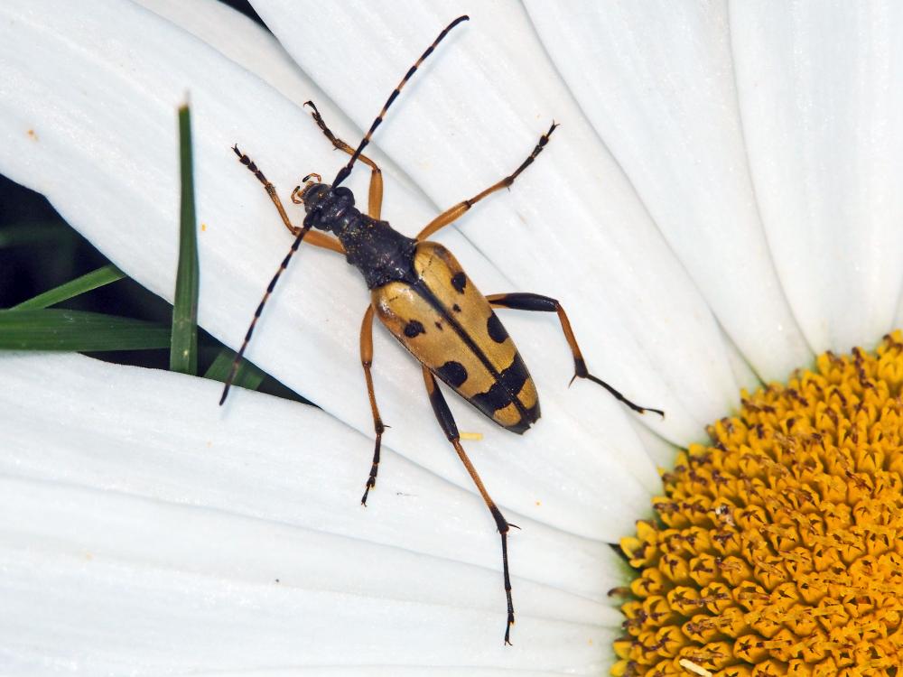 Lepture tacheté (Le) Rutpela maculata (Poda, 1761)