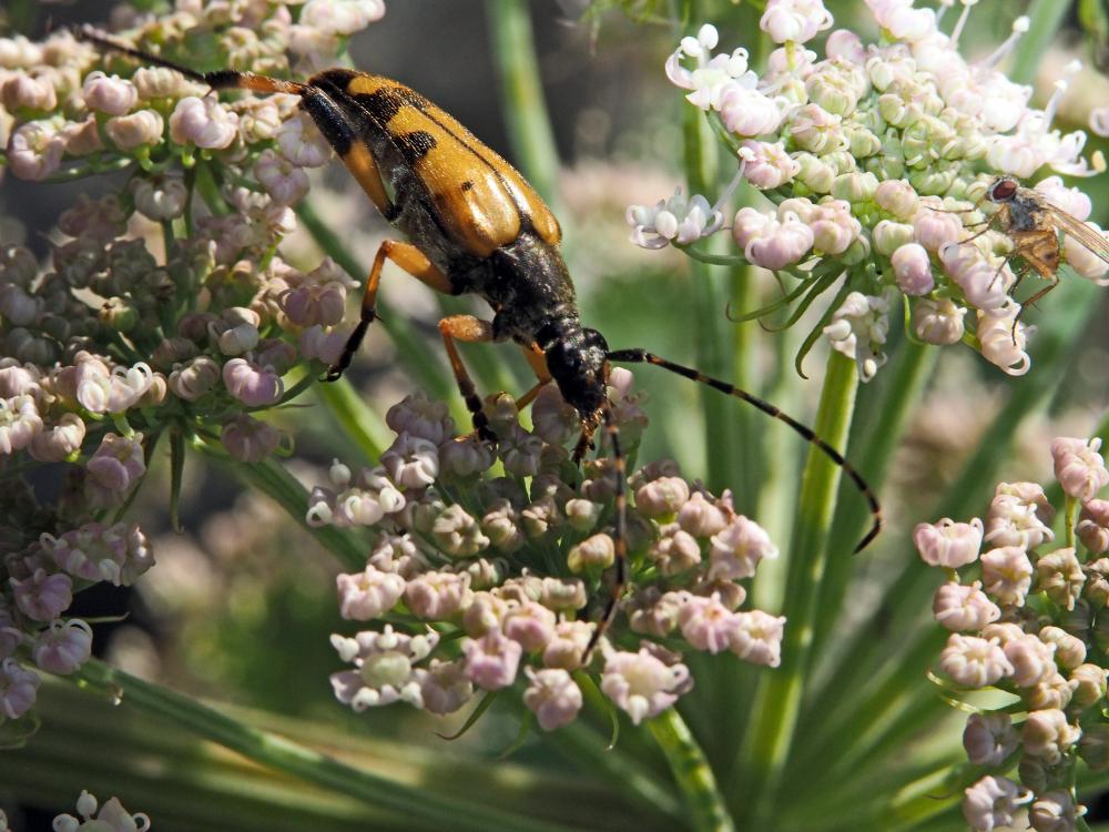 Lepture tacheté (Le) Rutpela maculata (Poda, 1761)