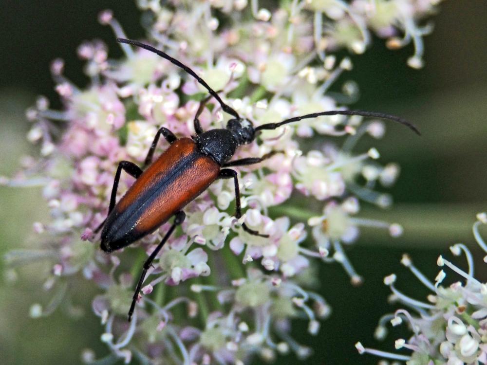 Stenurella melanura (Linnaeus, 1758)