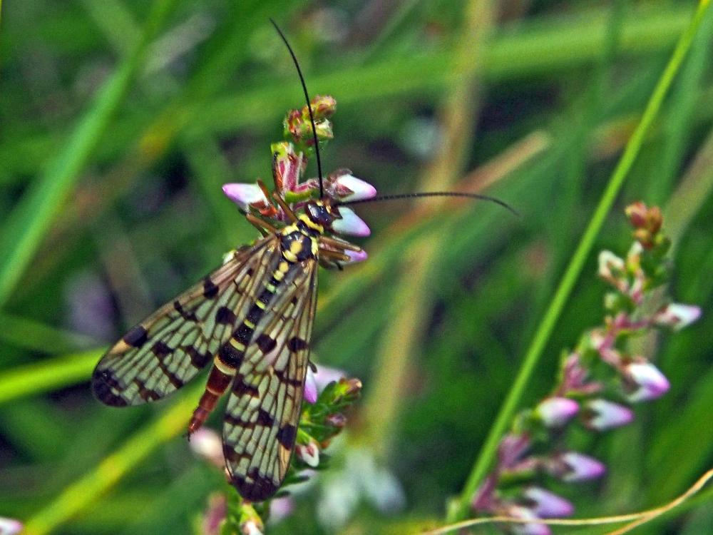 Panorpa meridionalis Rambur, 1842