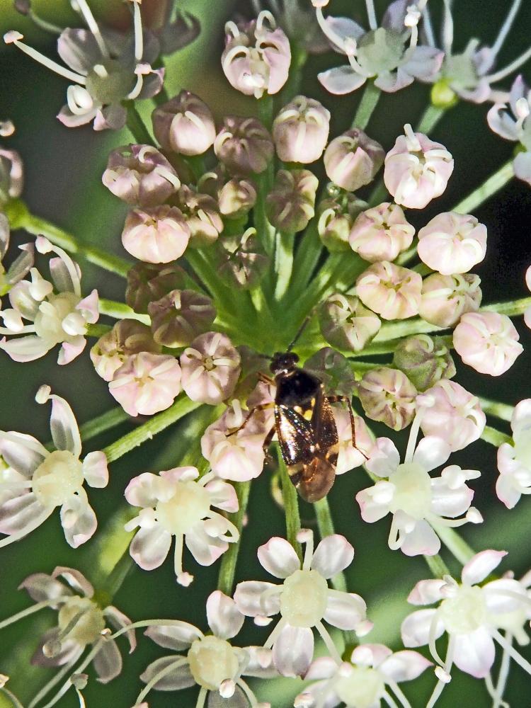 Orthops Fieber, 1858