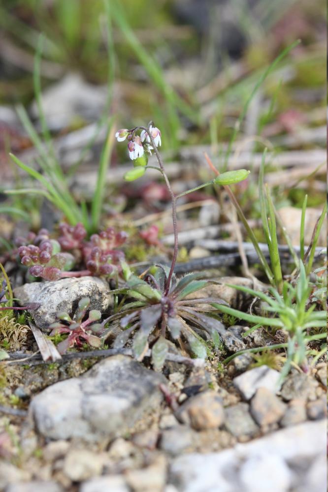 Drave de printemps Draba verna L., 1753