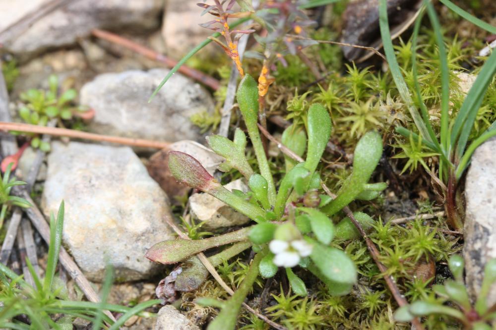 Saxifrage à trois doigts, Petite saxifrage Saxifraga tridactylites L., 1753