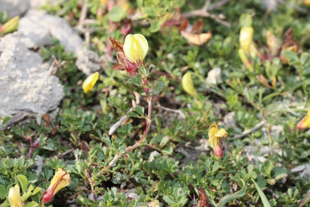 Bugrane striée Ononis striata Gouan, 1773