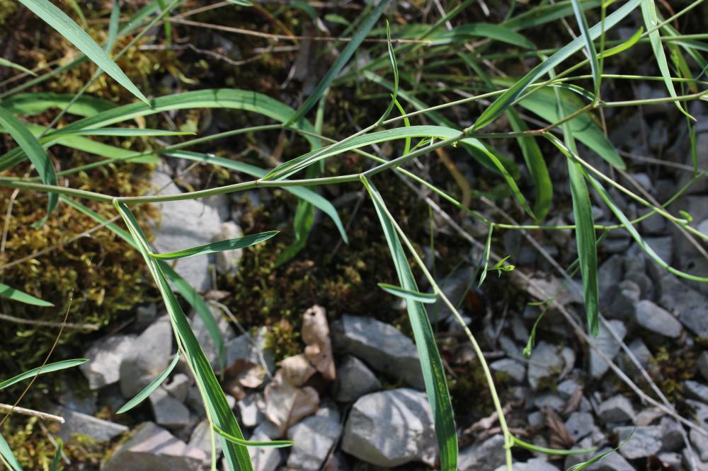 Buplèvre en faux, Percefeuille Bupleurum falcatum L., 1753