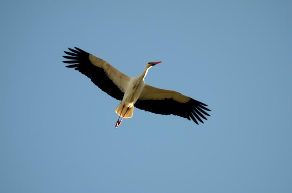 Cigogne blanche Ciconia ciconia (Linnaeus, 1758)