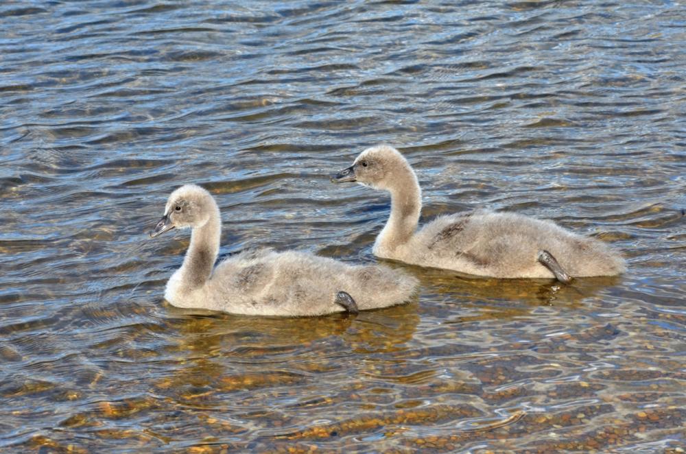 Cygne noir Cygnus atratus (Latham, 1790)