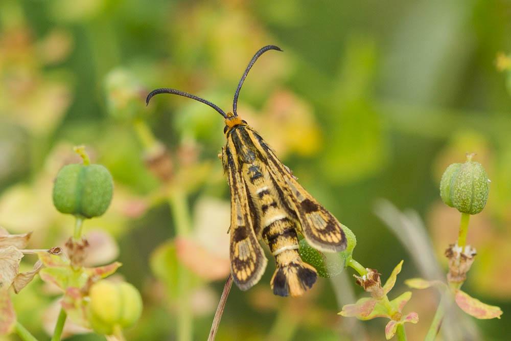Sésie tenthrède (La) Chamaesphecia tenthrediniformis (Denis & Schiffermüller, 1775)