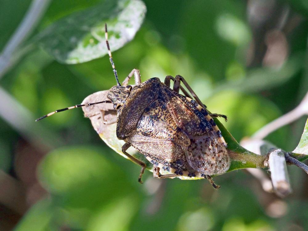 Punaise nébuleuse, Punaise grise Rhaphigaster nebulosa (Poda, 1761)