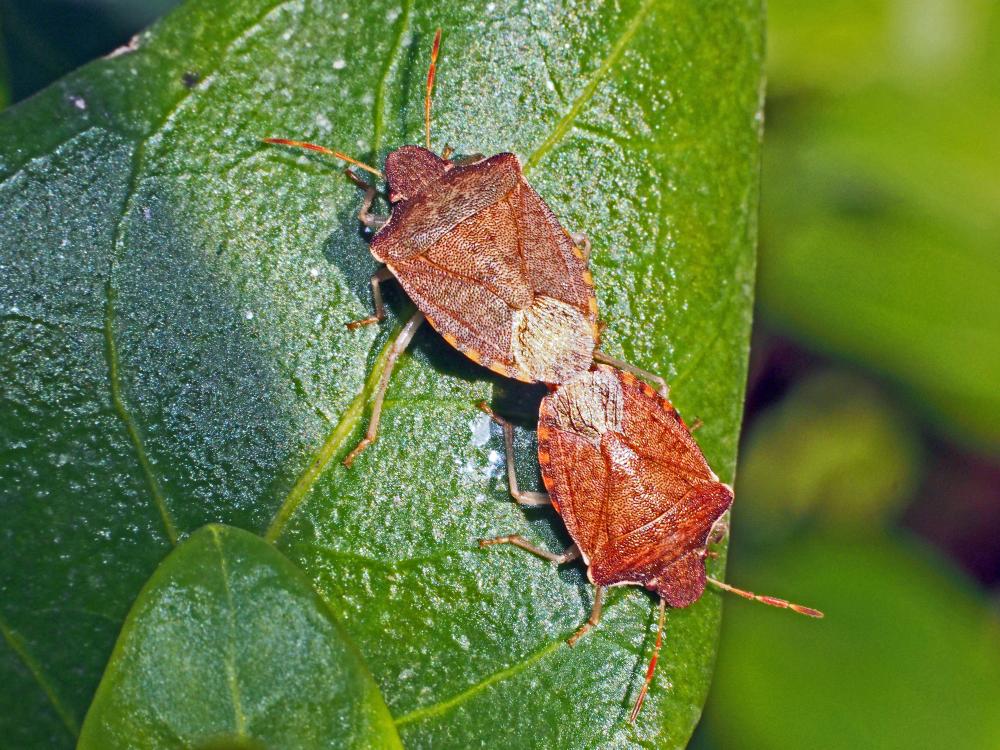 Peribalus strictus strictus (Fabricius, 1803)