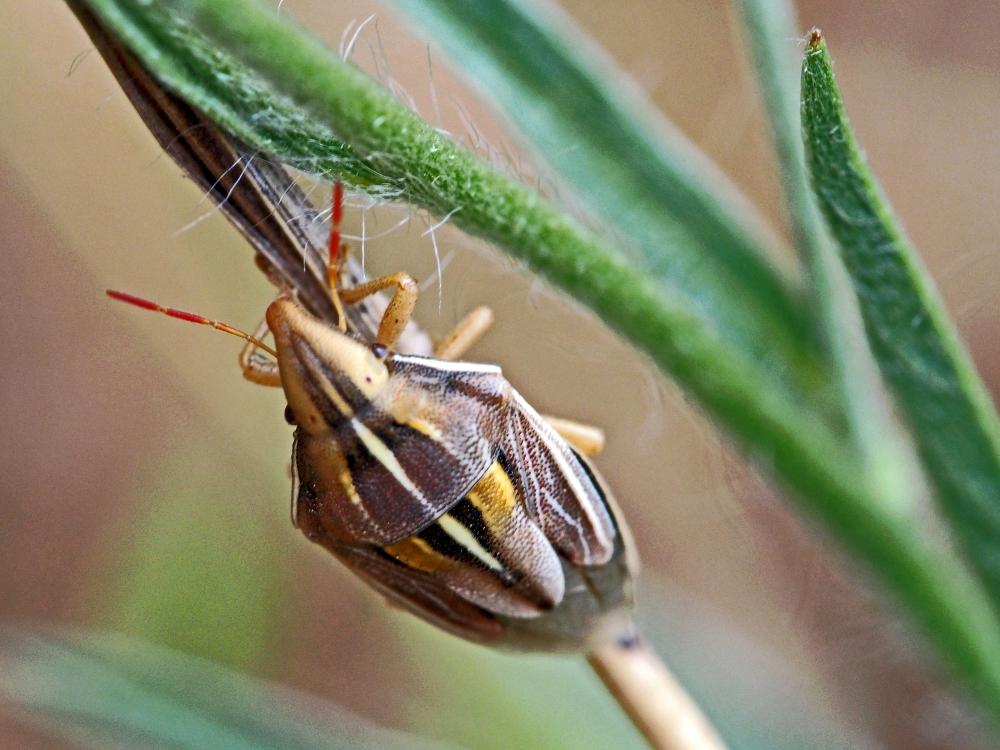 Aelia rostrata Boheman, 1852