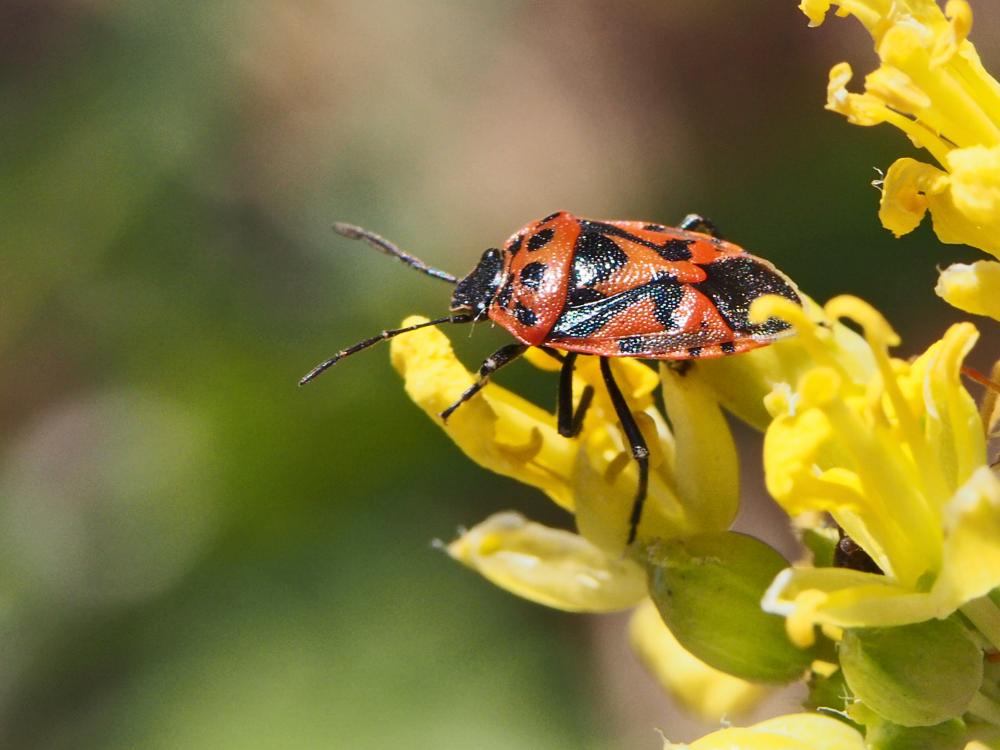 Eurydema ornata (Linnaeus, 1758)