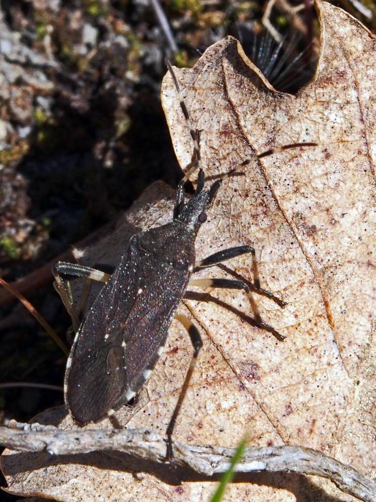 Dicranocephalus agilis (Scopoli, 1763)