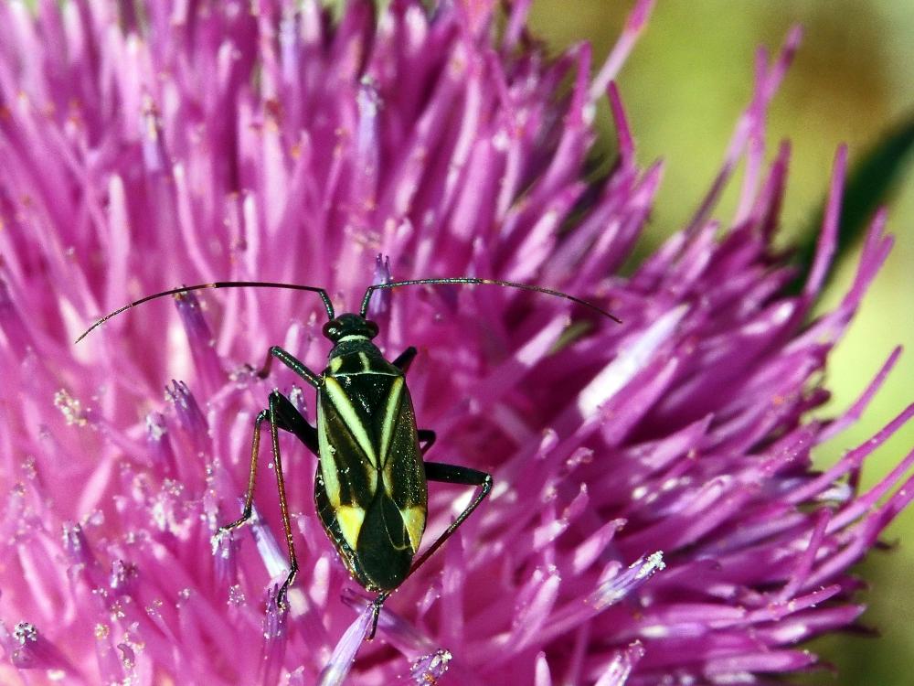  Hadrodemus m-flavum (Goeze, 1778)