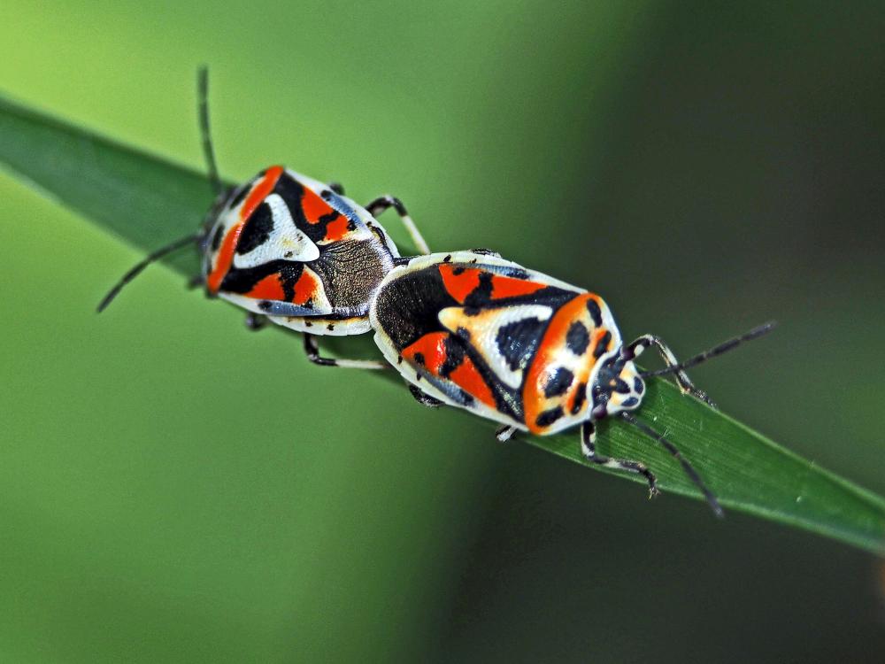 Eurydema ornata (Linnaeus, 1758)
