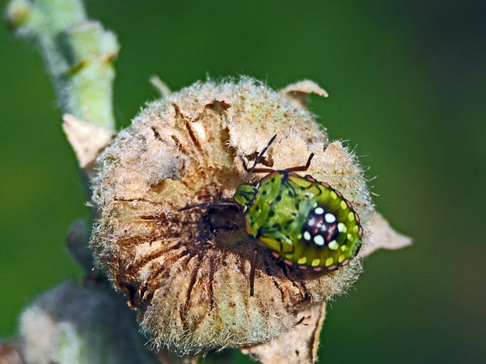 Punaise verte ponctuée Nezara viridula (Linnaeus, 1758)