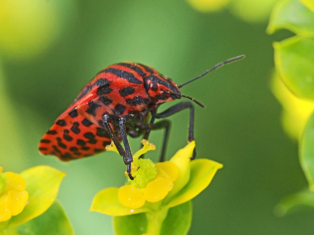 Punaise arlequin Graphosoma italicum (O.F. Müller, 1766)