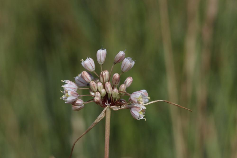 Ail pâle Allium pallens L., 1762