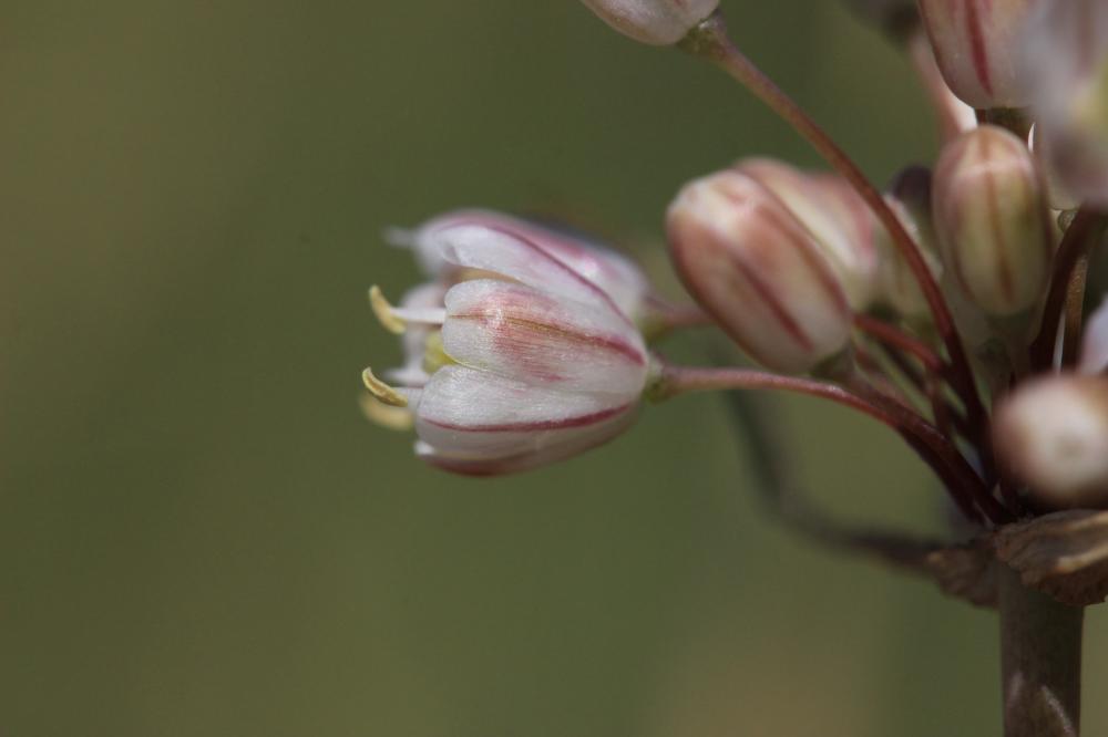 Ail pâle Allium pallens L., 1762