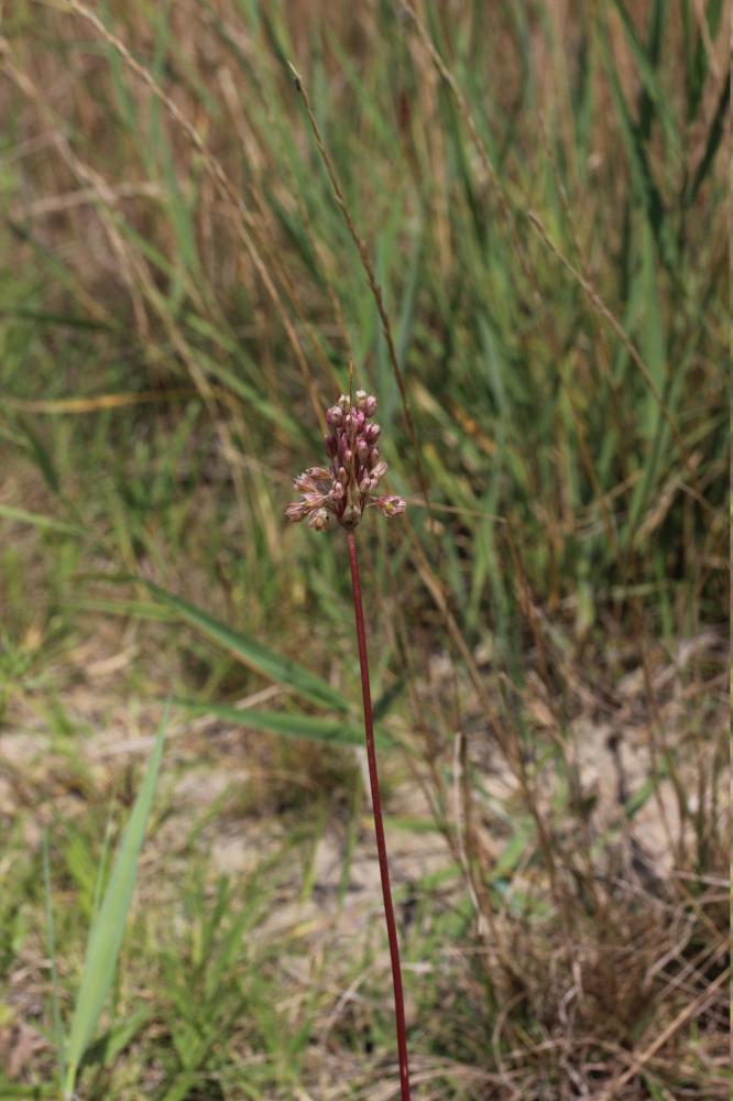 Ail en panicule Allium longispathum D.Delaroche, 1811