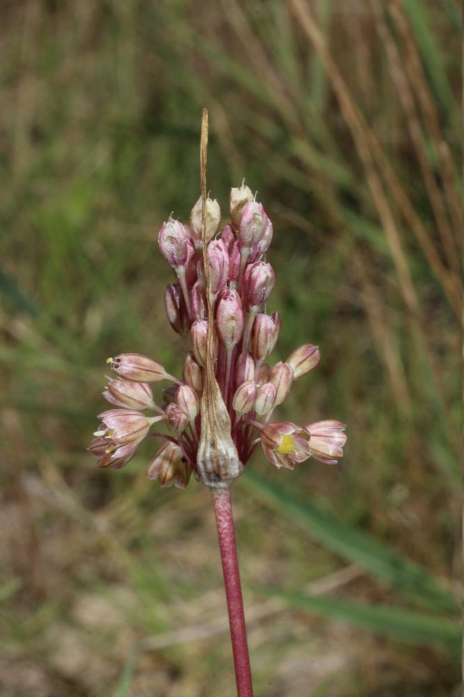 Ail en panicule Allium longispathum D.Delaroche, 1811