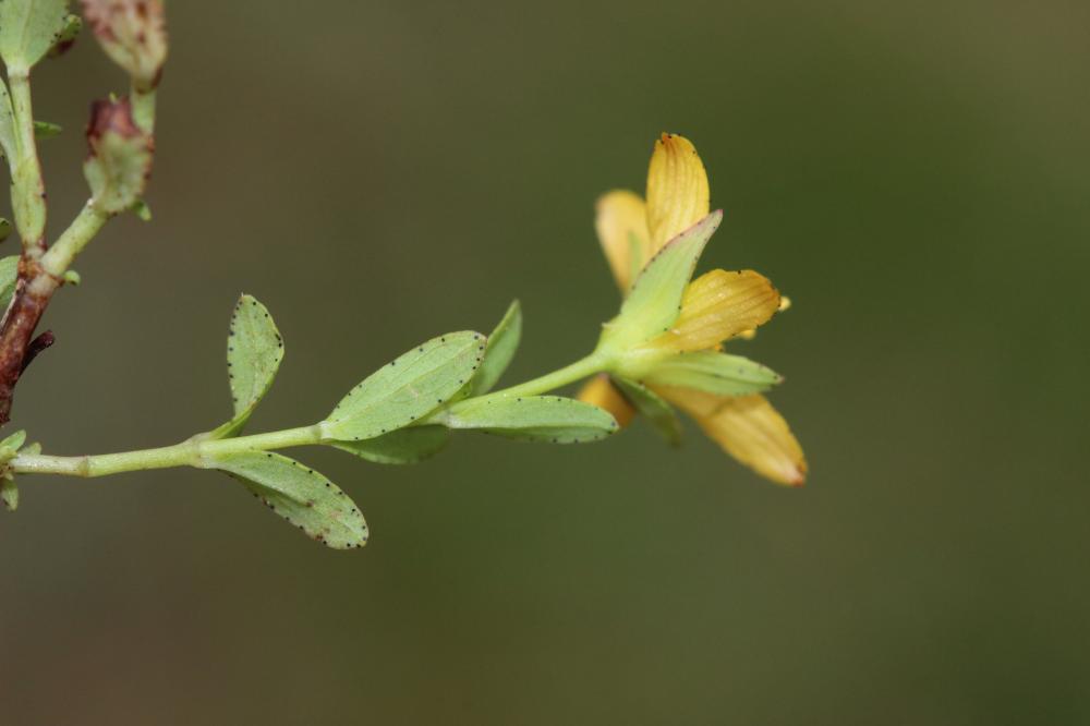 Millepertuis couché, Petit Millepertuis Hypericum humifusum L., 1753